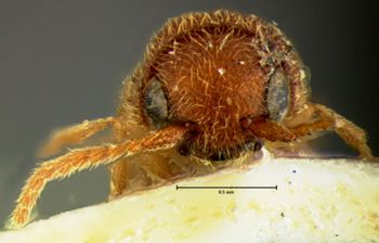 Media type: image;   Entomology 33720 Aspect: head frontal view